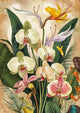 Affiche Orchidées et fleurs exotiques illustration botanique