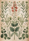 Affiche botanique vintage, fleurs et feuillages