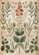 Affiche illustration herbier scientifique ancien
