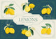 Affiche Fruits jaunes style rétro Publicitaire