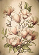 Affiche magnolia rose illustration botanique