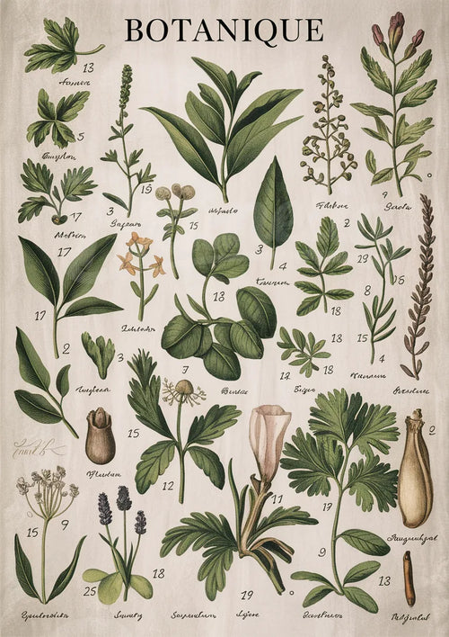Illustration vintage de plantes et herbes naturalistes