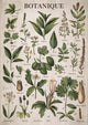 Illustration vintage de plantes et herbes naturalistes