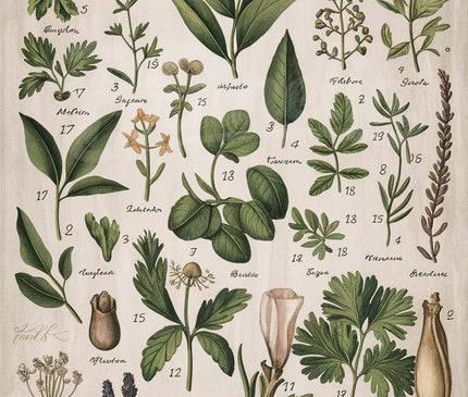 Pack Botanique — 2 A3 + 1 A2 · Sélection 4