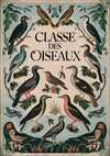 Affiche classification ornithologique oiseaux exotiques