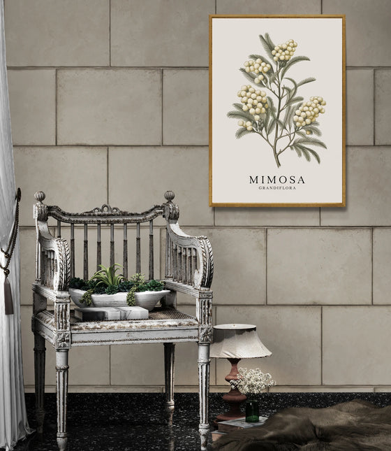 Affiche vintage mimosa en fleurs