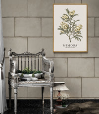 Affiche Mimosa Grandiflora illustration botanique rétro