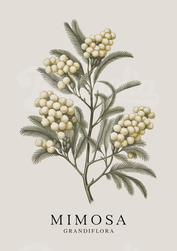 Affiche vintage mimosa en fleurs