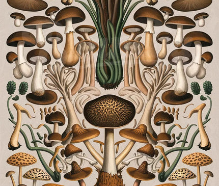 affiche champignon vintage