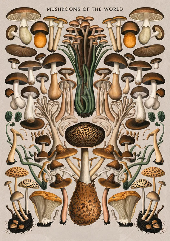 affiche champignon vintage