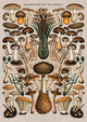 Illustration réaliste – Collection de champignons variés