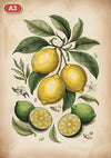 Pack Citron - 3 affiches A3 · Sélection 4