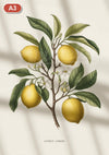 Pack Citron - 2 A3 + 1 A2 · Sélection 3