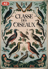 Pack Oiseaux - 3 affiches A2